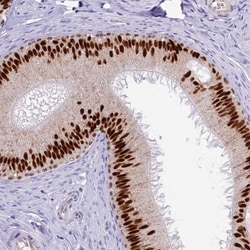 AP-2 beta/TFAP2B Antibody, Novus Biologicals 0.1mL; Unlabeled:Antibodies,